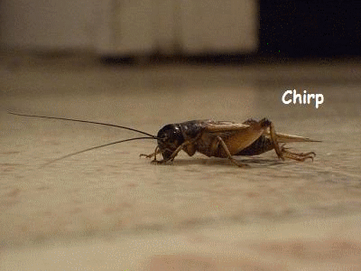 crickets-chirping.gif