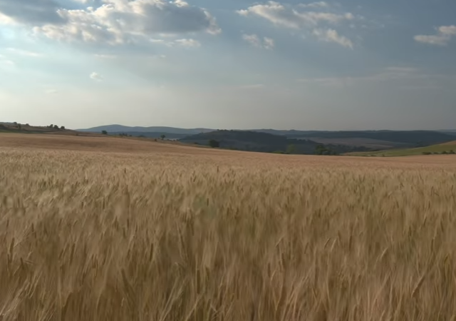 India Bans Wheat Exports Amid Food Scarcity Worries