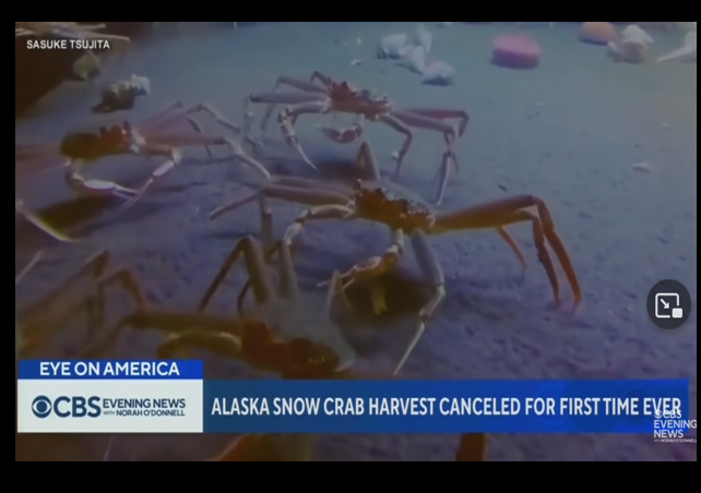 Alaska S Bering Sea Snow Crab Season Canceled Due To Population Crash   LI 174 Snow Crab 