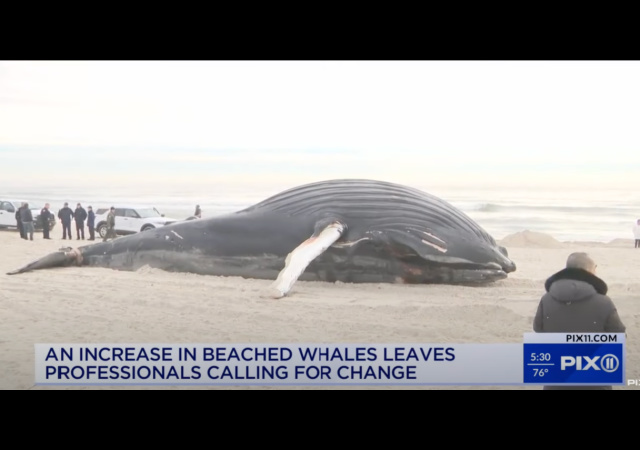 After 4 Whales Die in 4 Days, NJ GOP Wants 60 Day Ban on Offshore Wind Farm Construction - Vimarsana News