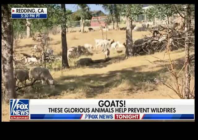 New Salary Rules Jeopardize California's Wildfire-Preventing Goat Herding Industry - Vimarsana News