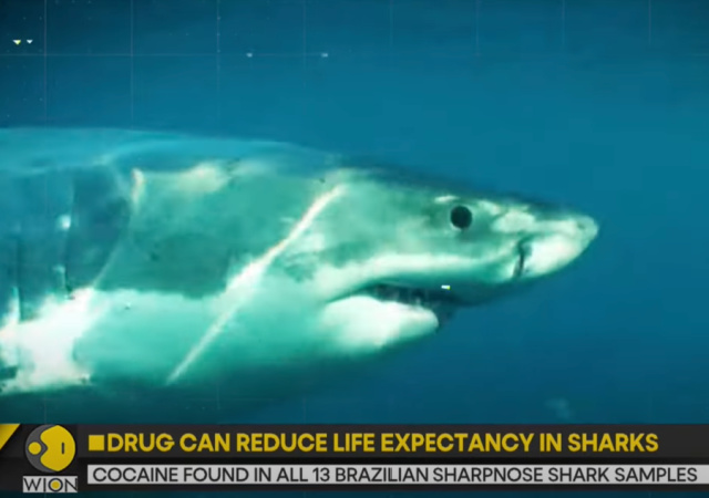 Scientists Discover Cocaine Sharks in Brazil