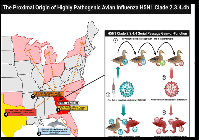 H5N1 Bird Flu Strain Reported to be Another “Gain-of-Function” Virus