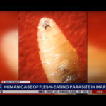 USDA Deploys Sterilized Flies, High‑Tech Arsenal to Guard the Border Against Screwworm Threat