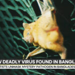 New Bat Virus in South Asia Shows Nipah‑Like Symptoms but No Signs of Pandemic Potential