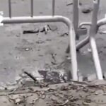 NYPD: Device Ignited at Gracie Mansion Protest Was Highly Dangerous IED